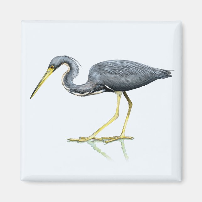 Imã Magnet Heron Tricolor (Frente)