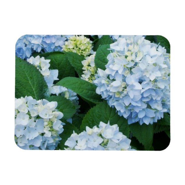 Ímã Magnet Hydrangea (Horizontal)