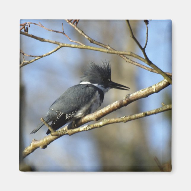Imã Magnet "Kingfisher" (Frente)