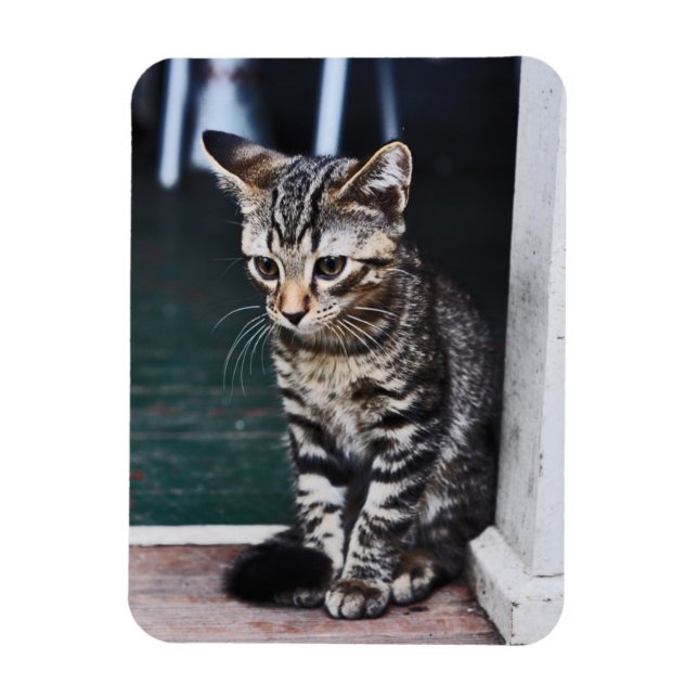 Ímã Magnet: Kitten (Vertical)