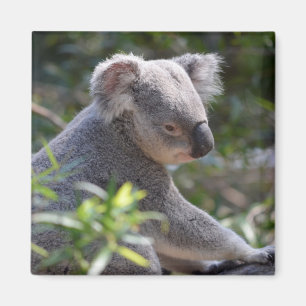 Imã Magnet Koala