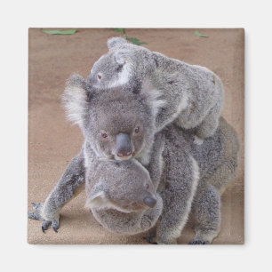 Imã Magnet Koala Bears