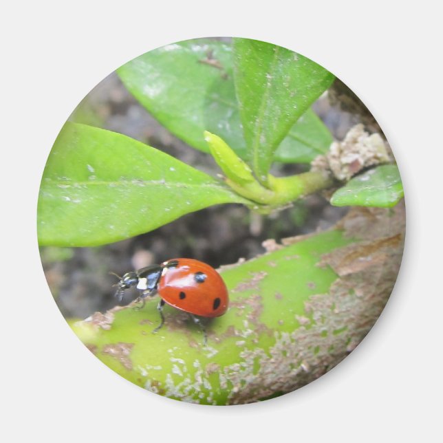 Imã Magnet — Ladybug (Frente)