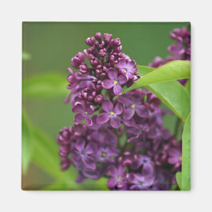 Imã Magnet Lilac Roxo