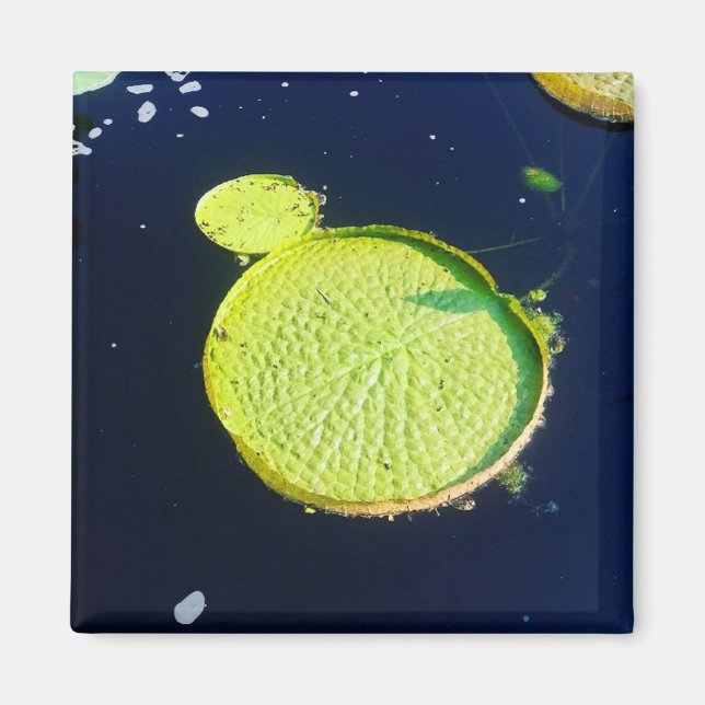 Imã Magnet - Lily Pad (Chicago) (Frente)