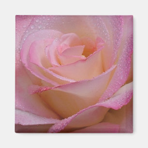 Imã Magnet Linda Rosa Rosa Rosa Rosa