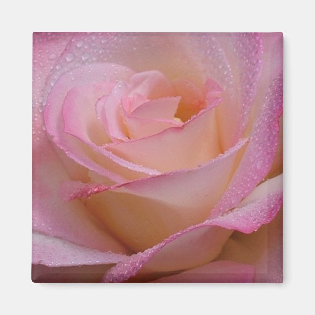 Imã Magnet Linda Rosa Rosa Rosa Rosa (Frente)