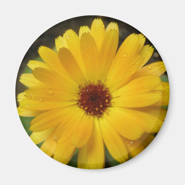 Imã Magnet Macro Amarelo Marigold (Frente)