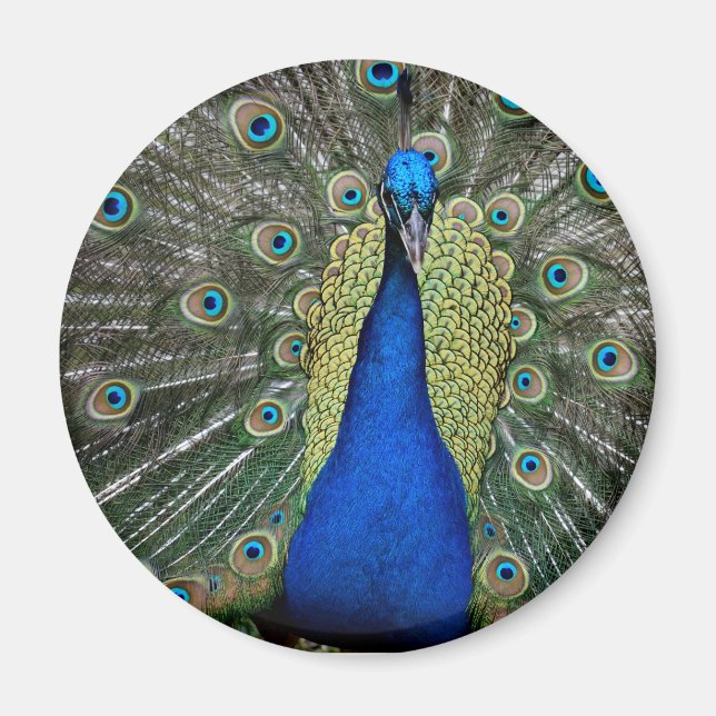 Imã Magnet Maiestoso de Peacock (Frente)