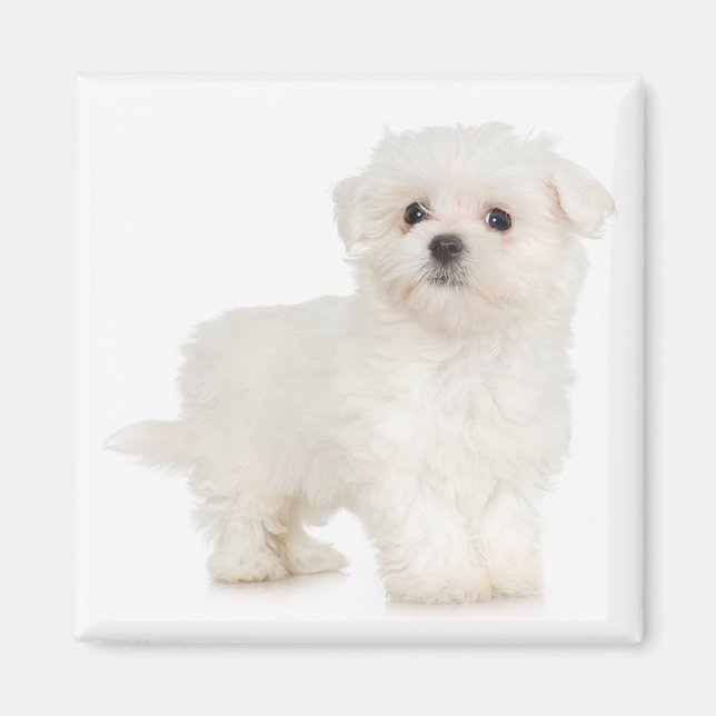 Imã Magnet maltês (Frente)