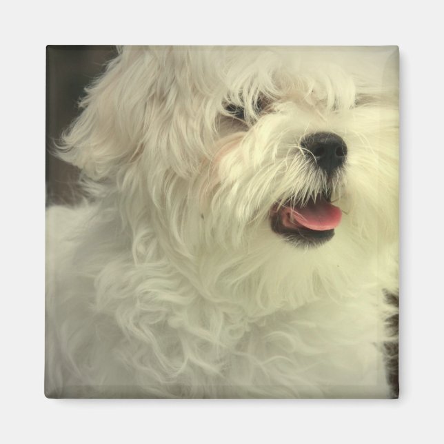 Imã Magnet maltês (Frente)