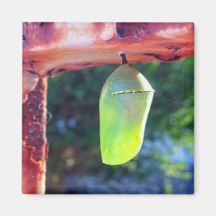 Imã Magnet - Monarch Chrysalis (2018)