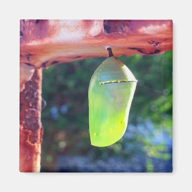 Imã Magnet - Monarch Chrysalis (2018) (Frente)