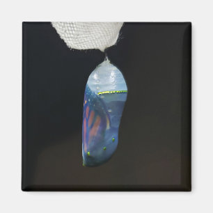 Imã Magnet - Monarch Chrysalis (2022)