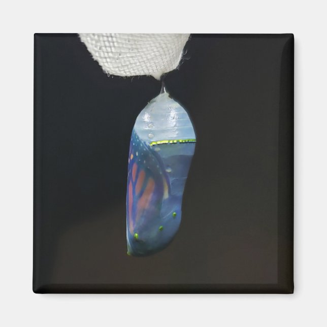 Imã Magnet - Monarch Chrysalis (2022) (Frente)