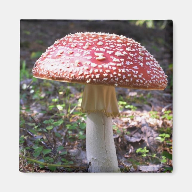 Imã Magnet-Mushroom (Frente)