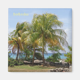 Imã Magnet of Palms in Barbados