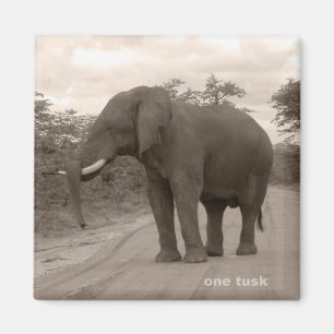 Imã Magnet_OneTusk_Tribute_Kariba