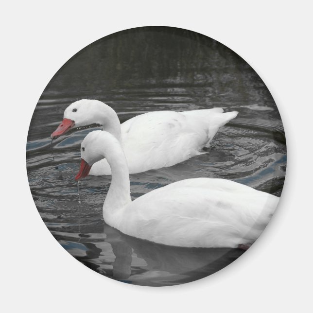 Imã Magnet - Par do Cisne de Coscorba (Frente)