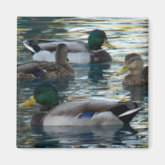 Imã Magnet - Pato, Pato, Pato, Pato