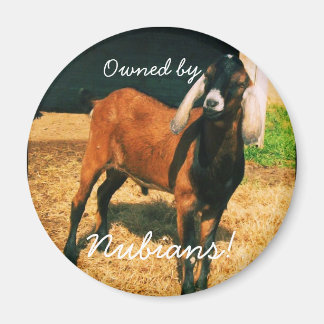 Imã Magnet - Pertencido por nebianos!