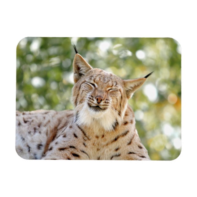 Ímã Magnet Photo cat , lynx , animais 0133. (Horizontal)