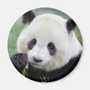 Imã Magnet Photo gigant panda , animais 0241.
