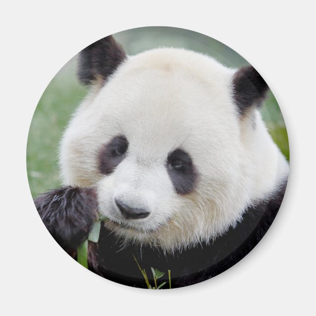 Imã Magnet Photo gigant panda , animais 0241. (Frente)