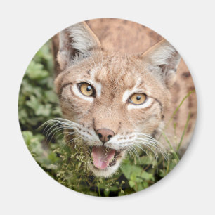 Imã Magnet Photo lynx, animais 2. ímã
