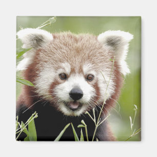 Imã Magnet Photo Red Panda, animais 0630.