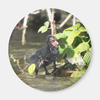 Imã Magnet: Pintinho de Moorhen
