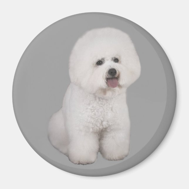 Imã Magnet Precioso Bichon Frise (Frente)