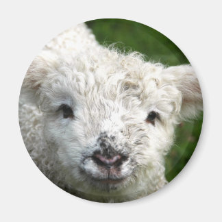 Imã Magnet - Primavera Lamb