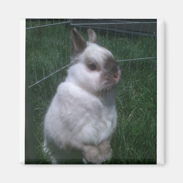 Imã Magnet Quadrado do Coelho (Frente)