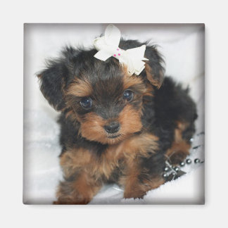 Imã Magnet Quadrado Yorkie-Poo
