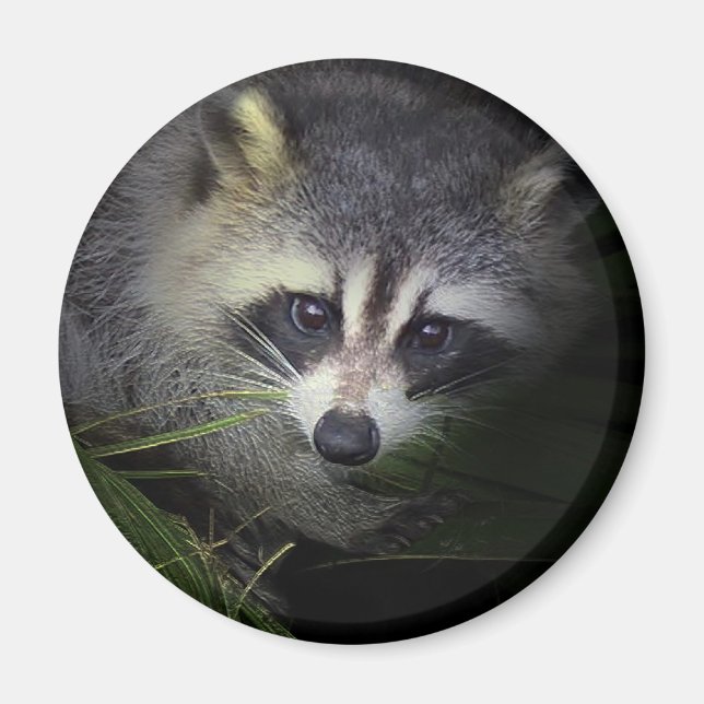 Imã Magnet Raccoon (Frente)