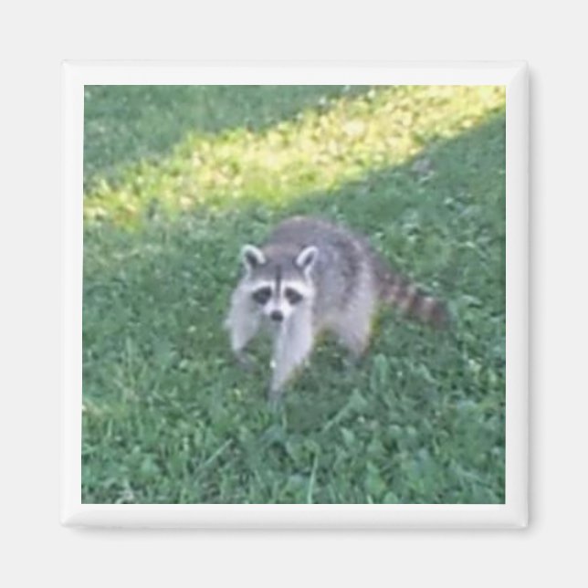 Imã Magnet Raccoon (Frente)