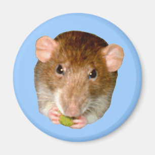 Imã Magnet Rat Fome