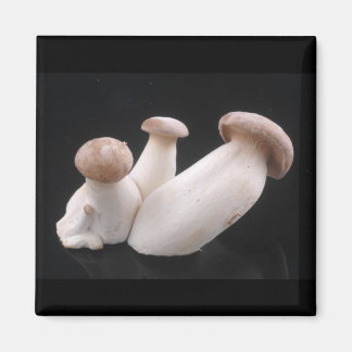 Imã Magnet Real Trumpet Mushroom