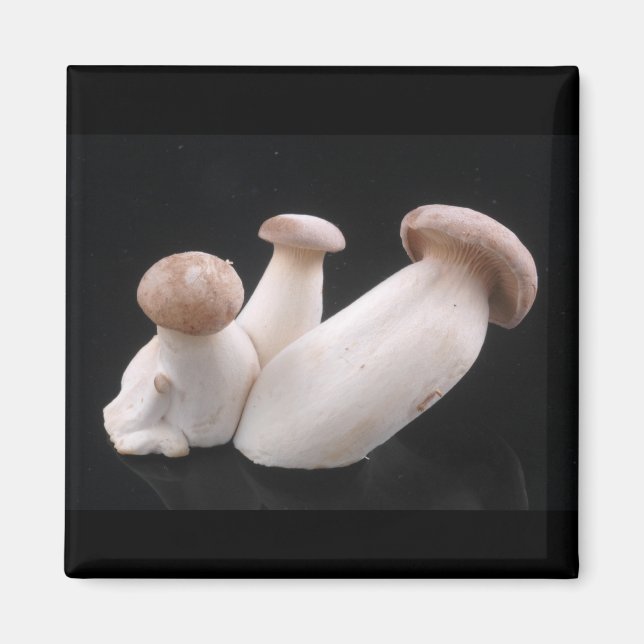 Imã Magnet Real Trumpet Mushroom (Frente)
