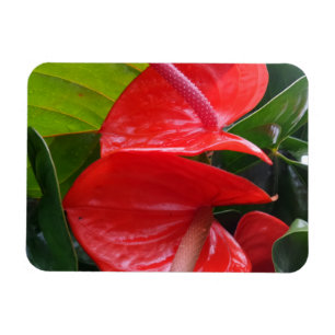 Ímã Magnet Red Flowers 3"x4"