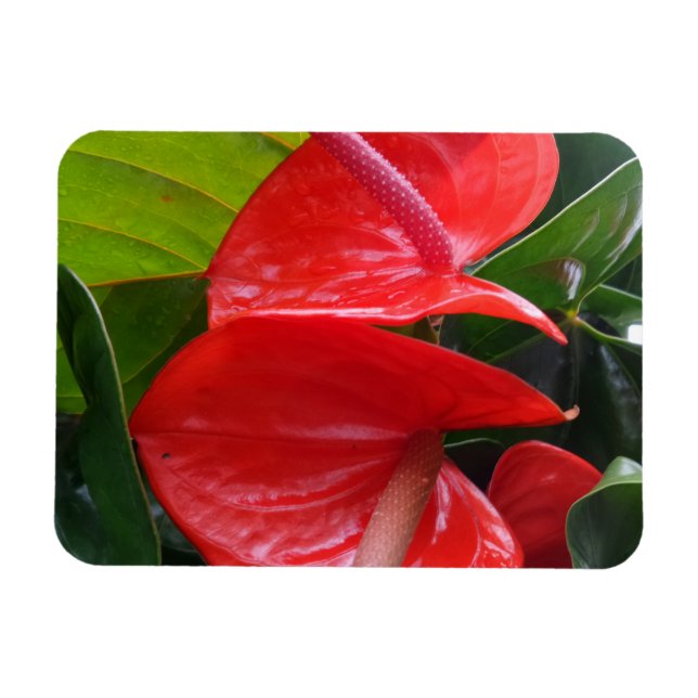 Ímã Magnet Red Flowers 3"x4" (Horizontal)