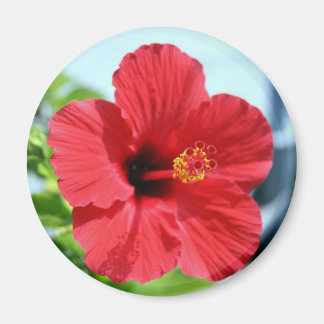 Imã Magnet Red Hibiscus