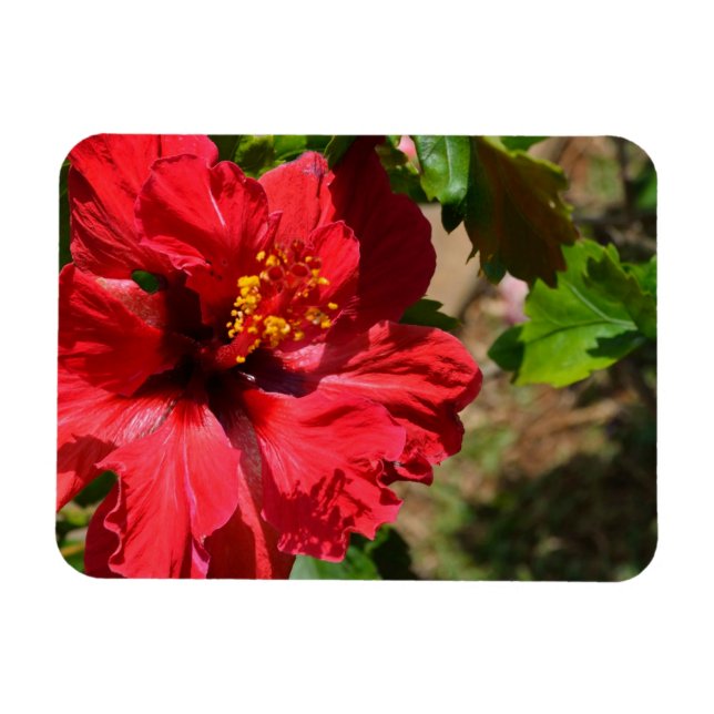 Ímã Magnet Red Hibiscus (Horizontal)