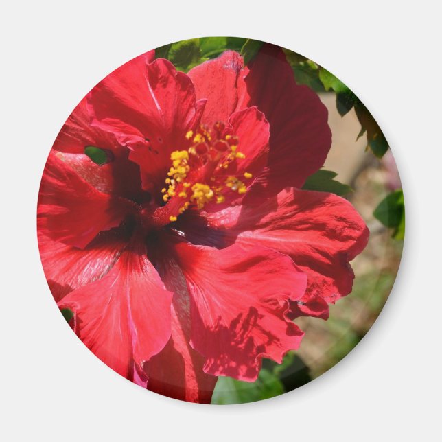 Imã Magnet Red Hibiscus (Frente)