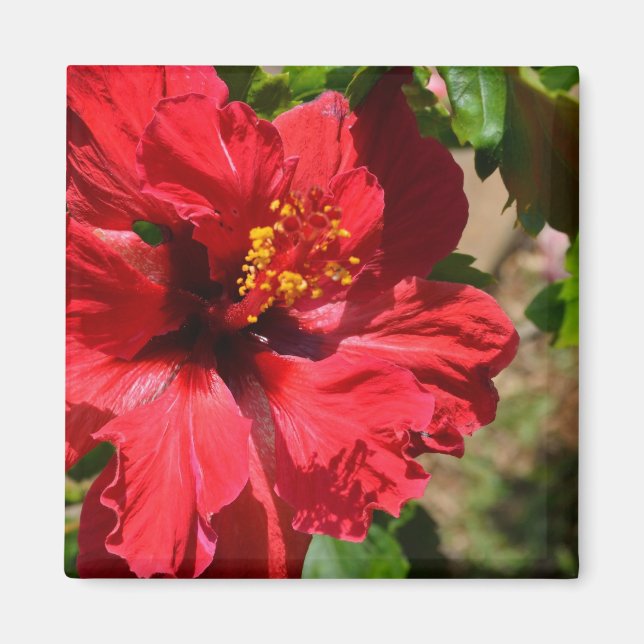 Imã Magnet Red Hibiscus (Frente)