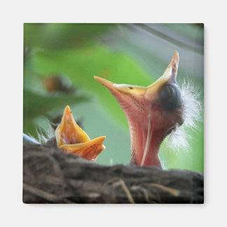 Imã Magnet - Robin Babies Americanos