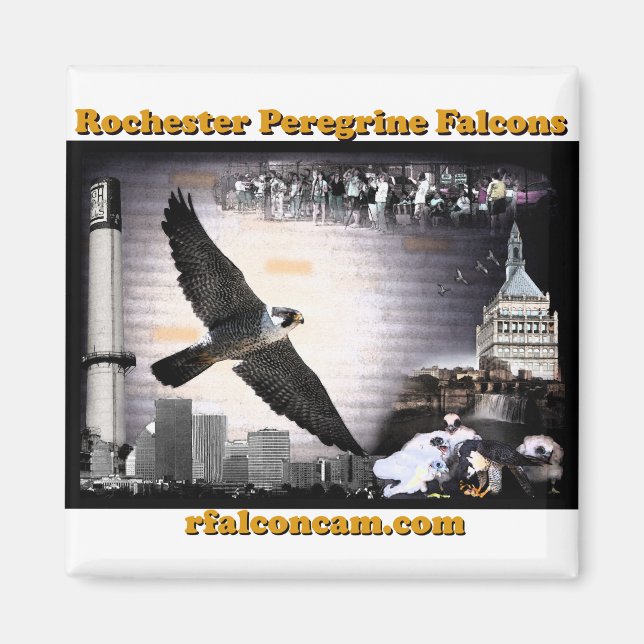 Imã Magnet Rochester Peregrine Falcons (Frente)