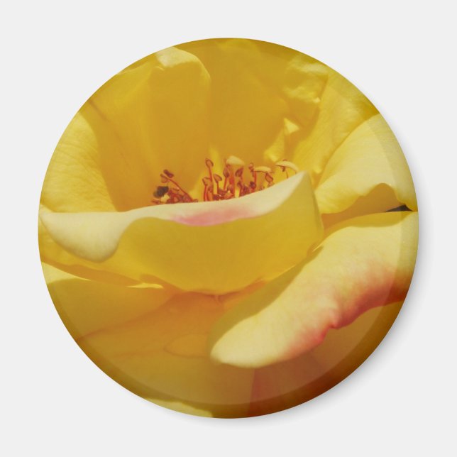 Imã Magnet Rosa Amarelo (Frente)