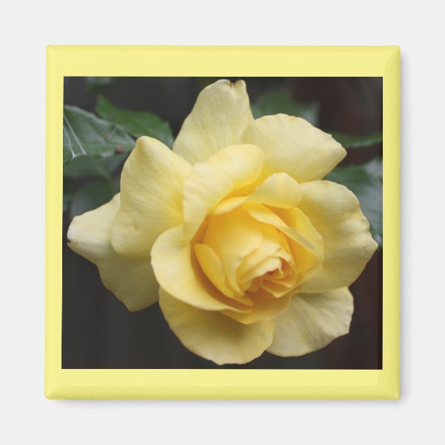 Imã Magnet Rosa Amarelo (Frente)